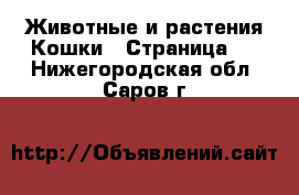 Животные и растения Кошки - Страница 6 . Нижегородская обл.,Саров г.